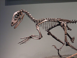 Deinonychus, ein Dromaeosauride