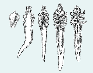Demodex folliculorum, Stadien (v.l.n.r.):Ei, Larve, Protonymphe, Nymphe, Adultus