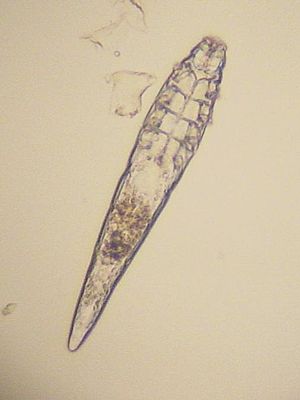 Demodex canis (250 bis 300 µm lang)