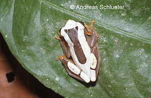 Dendropsophus leucophyllatus