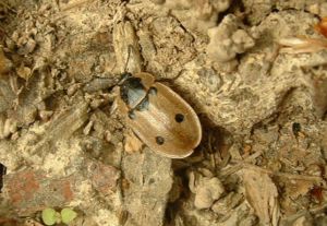 Vierpunktiger Aaskäfer (Dendroxena quadrimaculata)