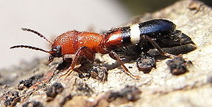 Denops albofasciatus