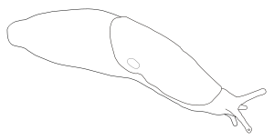 Zeichnung einer Grauen Ackerschnecke