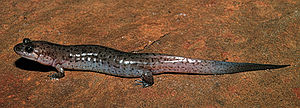 Brauner Bachsalamander (Desmognathus fuscus)