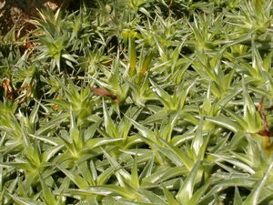 Deuterocohnia lorentziana mit langröhrigen, grünen Blüten.