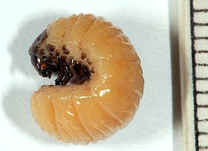 Larve des Gefleckten Pfeilgiftkäfers (Diamphidia nigroornata)
