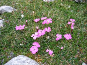 Alpen-Nelke (Dianthus alpinus)