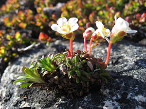 Diapensia lapponica plant upernavik.jpg