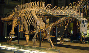 Skelett von Dicraeosaurus im Museum für Naturkunde, Berlin.