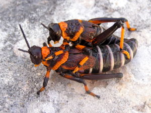 Dictyophorus spumans, Kopula, West Coast National Park, Südafrika