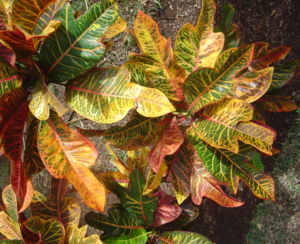 Kroton (Codiaeum variegatum)