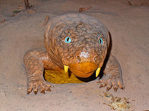 Diictodon, Modell in Lebensgröße im Staatlichen Museum für Naturkunde Karlsruhe.