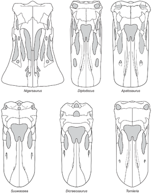 Schädelrekonstruktion von Suuwassea (unten links, von oben betrachtet) zusammen mit Schädeln anderer Vertreter der Diplodocoidea. Aus Whitlock, 2011[1].
