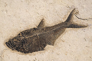 Fossil von Diplomystusaus der Green-River-Formation.