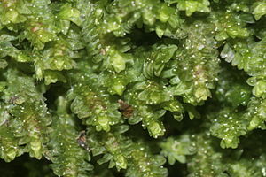 Diplophyllum albicans (a, 150113-481728) 3727.JPG