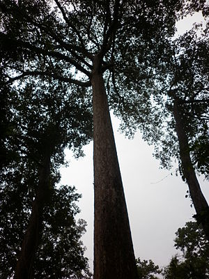 Dipterocarpus alatus