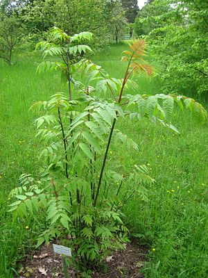 Dipteronia sinensis - Berlin Botanical Garden - IMG 8608.JPG