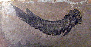 Fossil von Dipterus valenciennesi im Museum für Naturkunde Berlin