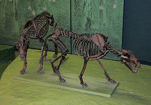 Skelette von C. dirus im Washingtoner National Museum of Natural History