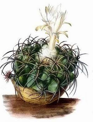 Discocactus bahiensisBlühende Typusart aus dem New York Botanical Garden(April 1916)