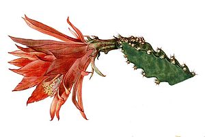 Disocactus schrankii