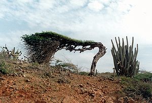 Divi-Divi-Baum auf Aruba