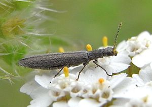 Dolichosoma lineare