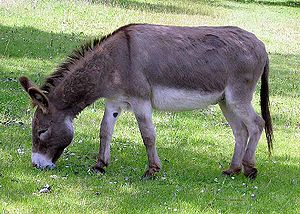 Hausesel (Equus asinus asinus)