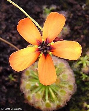 Drosera callistos, Blüte