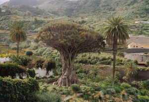 Kanarischer Drachenbaum (Dracaena draco), Icod de los Vinos, Teneriffa