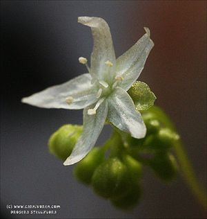 Drosera stelliflora, Blüte
