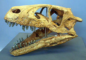 Schädel von Dromaeosaurus im Geologischen Museum in  Kopenhagen