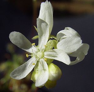 Drosera dichrosepala, Blüte