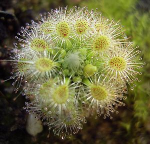 Drosera hyperostigma, Habitus (in Kultur)