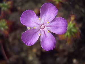 Drosera lasiantha, Blüte