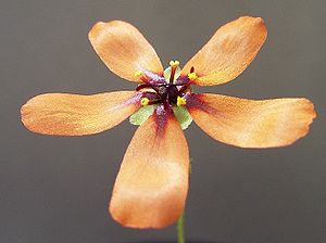 Drosera leucoblasta, Blüte