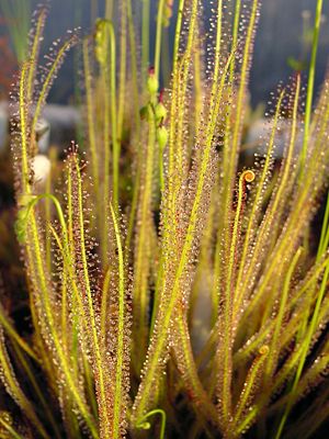 Fadenförmiger Sonnentau (Drosera filiformis)