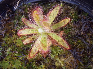 Drosera graomogolensis