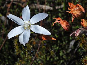 Drosera heterophylla Swamp rainbow.jpg