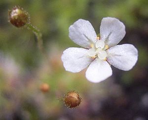Drosera leucostigma, Blüte