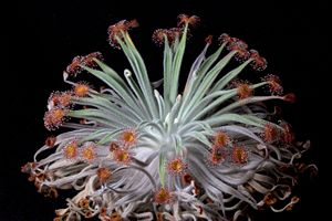 Drosera ordensis