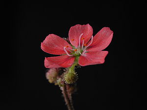 Drosera pulchella, Blüte