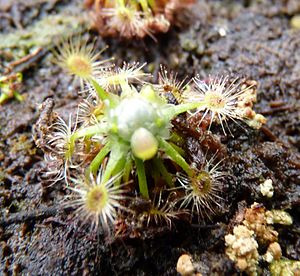 Drosera pycnoblasta (2), exhibition in Botanical garden Brno.JPG