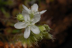 Drosera roseana, Blüte
