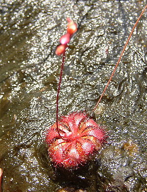 Drosera spatulata var. bakoensis, Sarawak