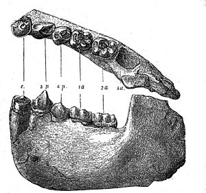 Kiefer von Dryopithecus fontani