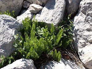 Starrer Wurmfarn (Dryopteris villarii)