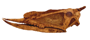 Schädel von Dsungeripterus weii
