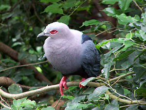 Ducula pinon (Pinon Imperial-pigeon)8.jpg
