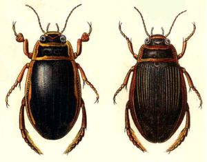 Männchen (links) und Weibchen; Illustration